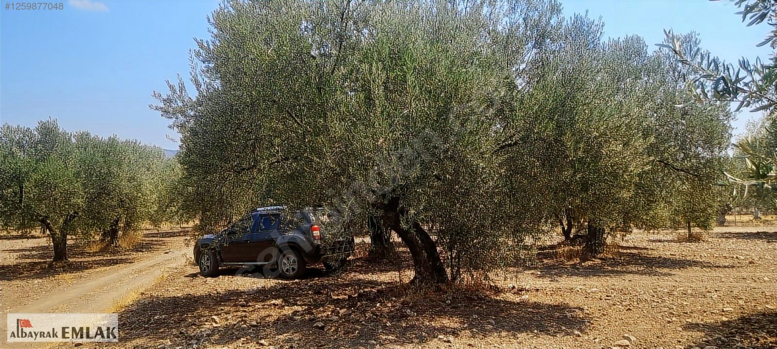 MANİSA SARUHANLI DA SATILIK 3.800 M2 BAKIMLI ZEYTİNLİK 1.280.000 - MANİSA SARUHANLI fotoğraf 17