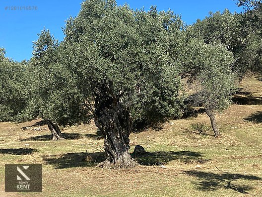Bayındır Yusuflu Satılık 6050 m2 Zeytinlik Tek Tapu - İZMİR BAYINDIR fotoğraf 15