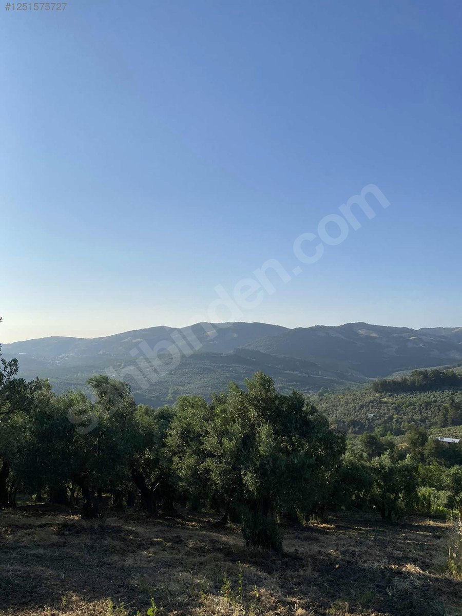 BURSA MUDANYA DEREKÖY KÖYÜNDE 3.673 M² ZETİNLİK SATILIKTIR. - BURSA MUDANYA fotoğraf 13