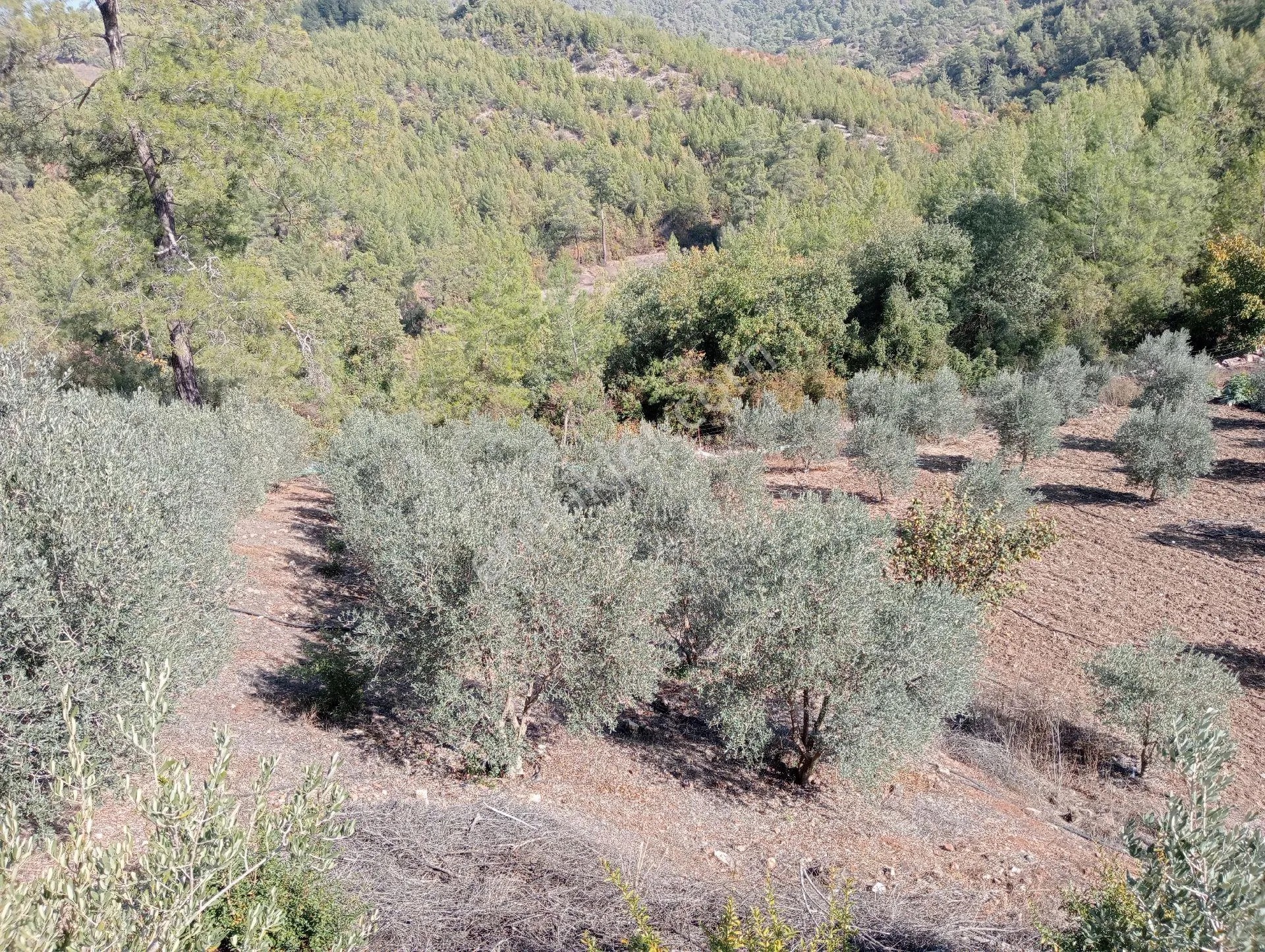 Antalya Kumlucada Satılık Müstakil Bahçe İnceoğlu Emlak - ANTALYA KUMLUCA fotoğraf 31
