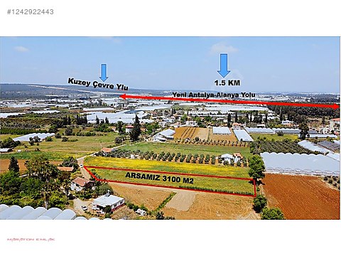 BURDUR MERKEZ KAPAKLI KÖYÜNDE İÇİNDE 20 30 ADET ARDIÇ AĞAÇLARI