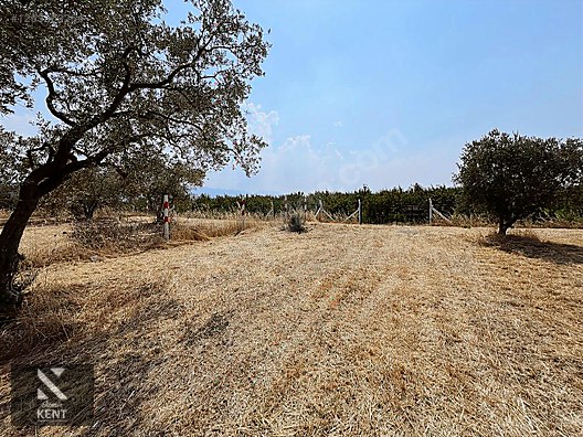 Kemalpaşa Bağyurdu Satılık 5650 m2 Bahçe - İZMİR KEMALPAŞA fotoğraf 10
