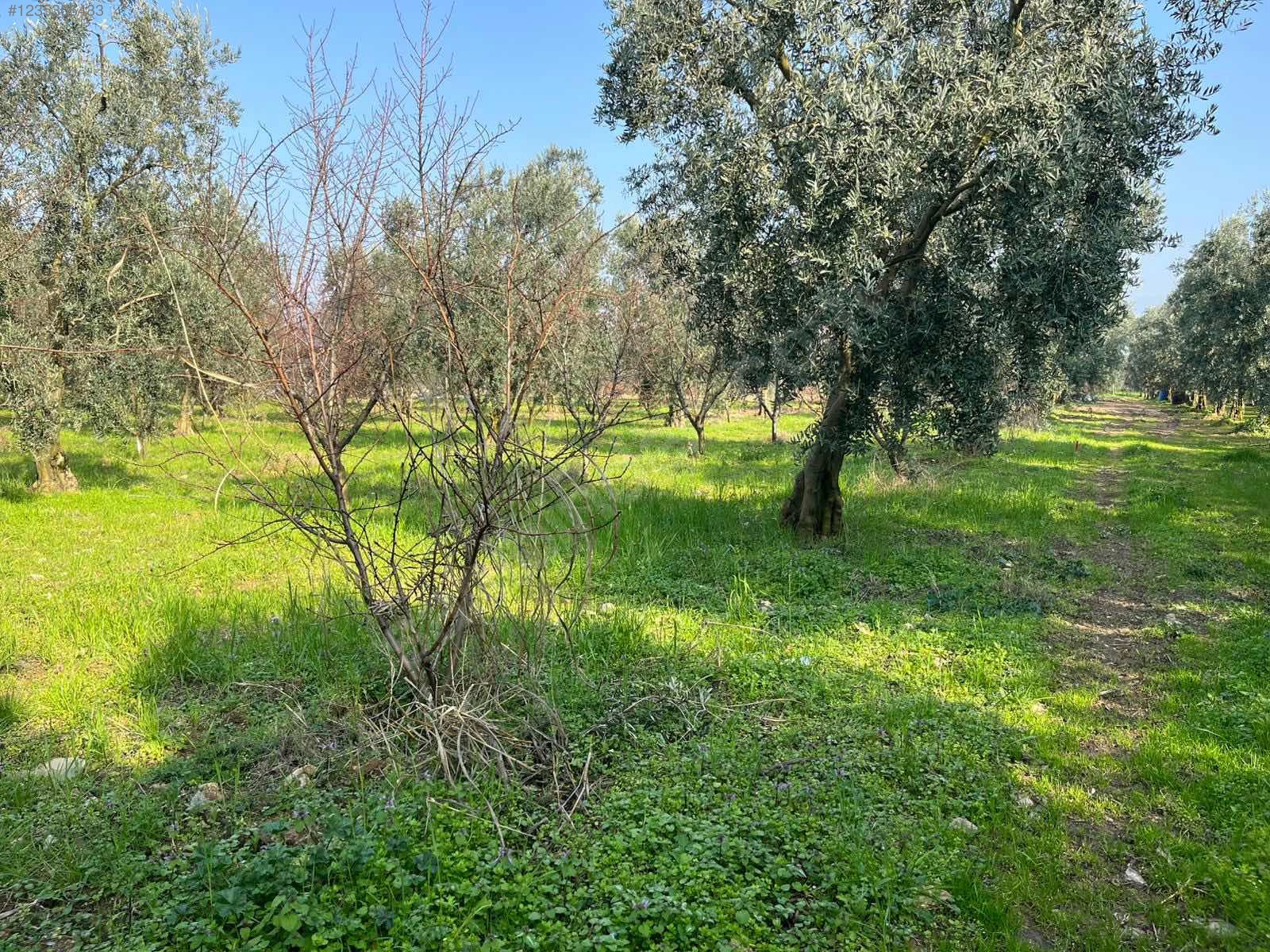 BURSA İZNİK ÖMERLİ MAHALLESİ'NDE  9.656 M² TARLAMIZ SATILIKTIR - BURSA İZNİK fotoğraf 6