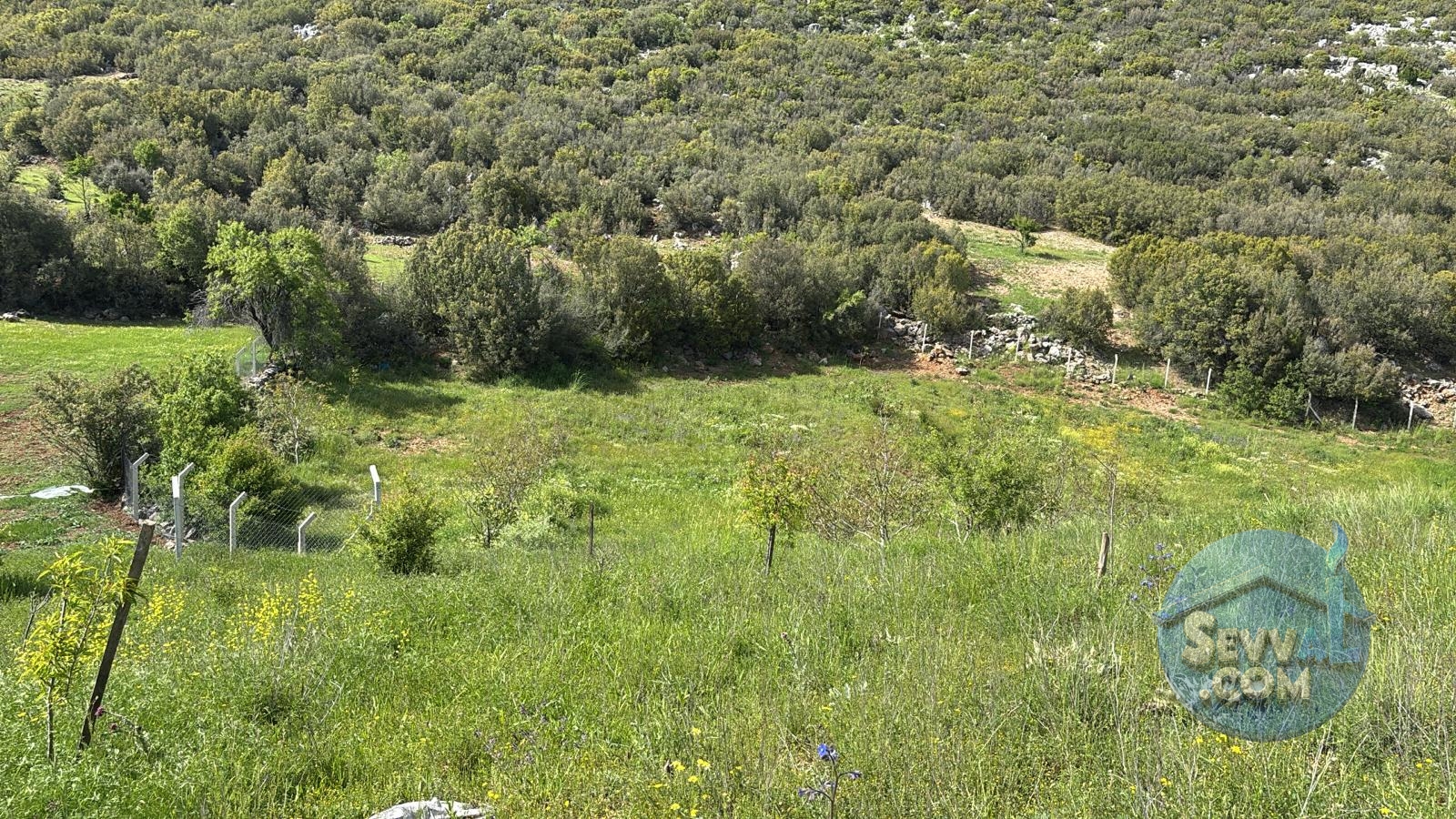 AĞLASUN ÇANAKLI KÖYÜNDE SATILIK CEVİZLİK - Burdur Ağlasun fotoğraf 7