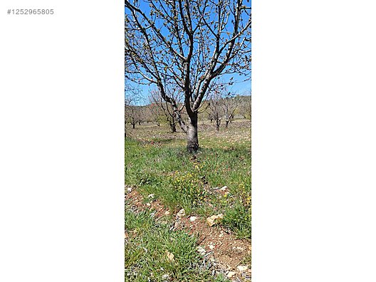 BURSA KELES MENTEŞE KÖYÜNDE  6.297  M² BAĞ SATILIKTIR - BURSA KELES fotoğraf 7