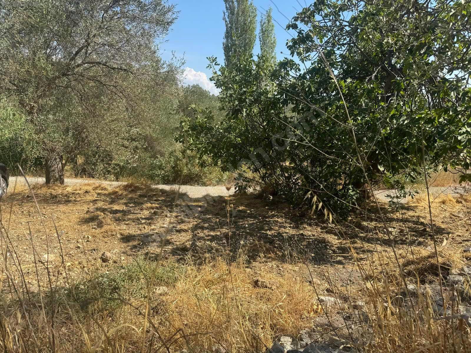İZMİR ALİAĞA AŞAĞIŞAKRAN MAHALLESİNDE’NDE 8.320 M² ZEYTİNLİK SATILIKTIR - İZMİR ALİAĞA fotoğraf 12