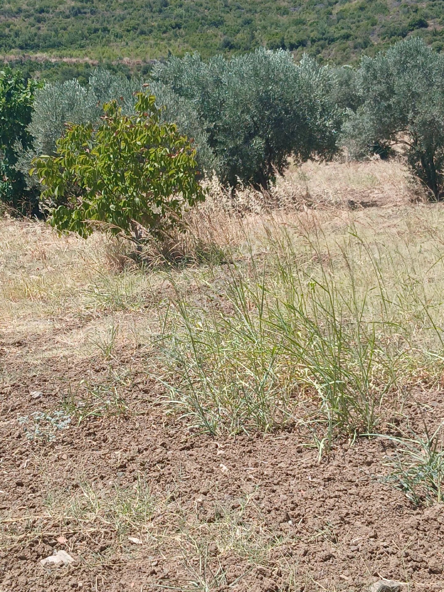 İzmir Torbalı Yazıbaşında 3.800m2 Zeytinlik Satılık - İZMİR TORBALI fotoğraf 7