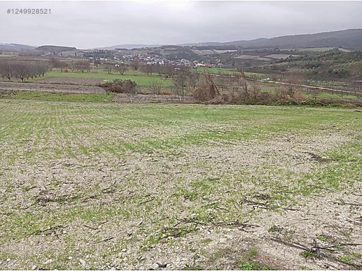 BURSA KARACABEY ÇAMLICA KÖYÜNDE 2.250  M² TARLA SATILIKTIR - BURSA KARACABEY fotoğraf 3