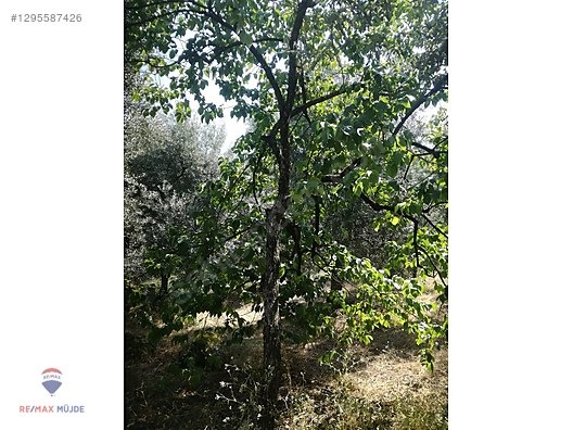 BURSA ORHANGAZİ NARLICA MAH. 2.187 M2 SATILIK ZEYTİNLİK - BURSA ORHANGAZİ fotoğraf 8