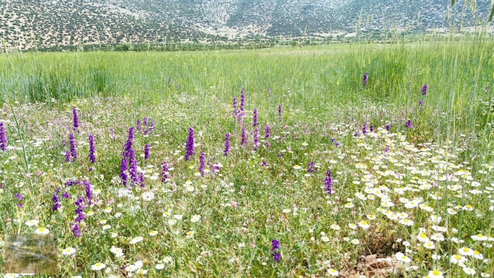 acil satilik!Yazıra datköye komşu imecikte;669m tek tapu yerimiz - ANTALYA KORKUTELİ fotoğraf 14