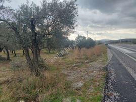 İzmir Kemalpaşa Torbalı Yolu Üzeri Zeytinli Tarla Satılıktır - İZMİR KEMALPAŞA fotoğraf 5