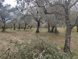 İzmir Kemalpaşa Torbalı Yolu Üzeri Zeytinli Tarla Satılıktır - İZMİR KEMALPAŞA fotoğraf 6