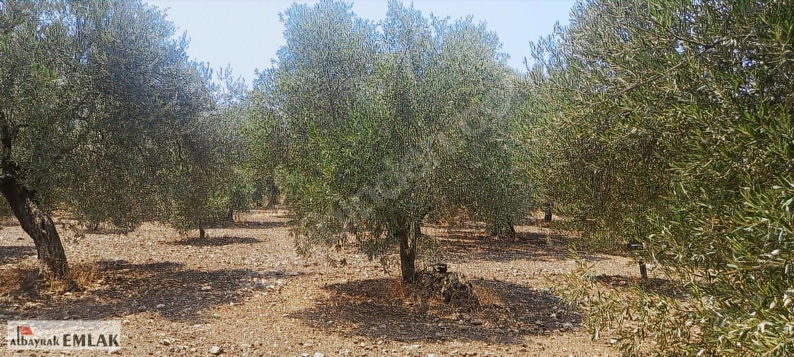 MANİSA SARUHANLI DA SATILIK 3.800 M2 BAKIMLI ZEYTİNLİK 1.280.000 - MANİSA SARUHANLI fotoğraf 12