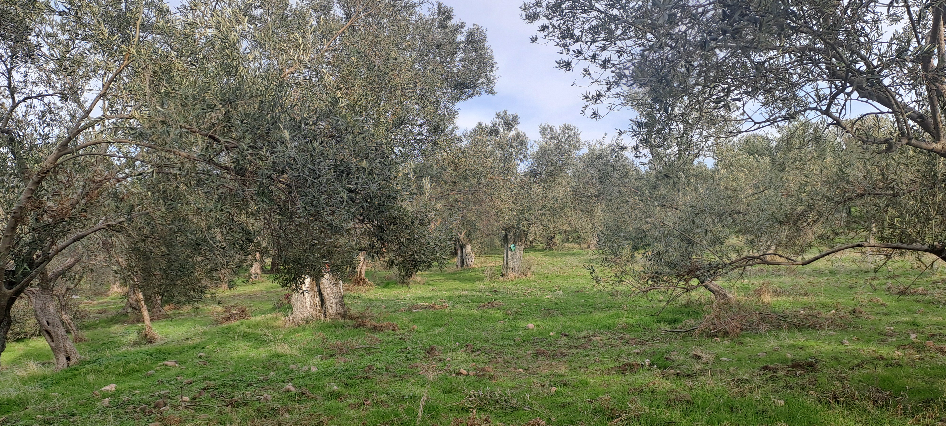 HAKANOĞLU GROUP'TAN MESCİT MAH.SATILIK ZEYTİNLİK - BALIKESİR HAVRAN fotoğraf 19