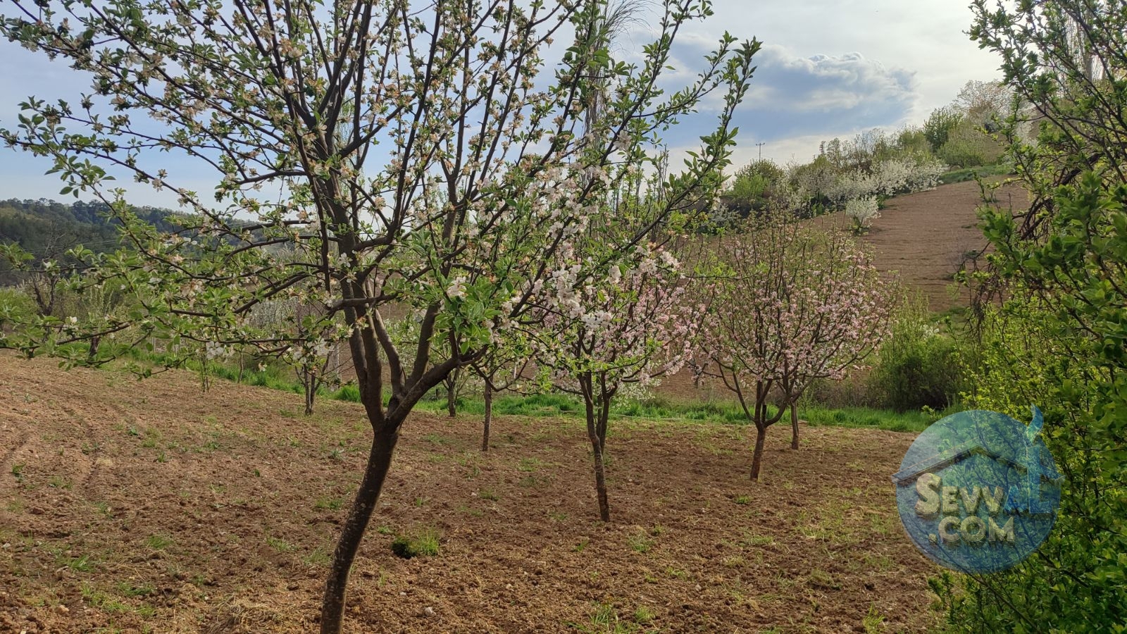 Satılık 579m² Meyve Bahçesi (Kütahya/Şaphane Karaağıl Mah.) - Kütahya Şaphane fotoğraf 8