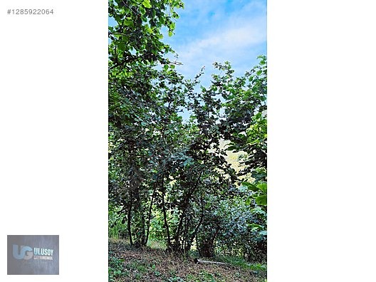 4,5 DÖNÜM FINDIK TARLASI - BARTIN MERKEZ fotoğraf 9