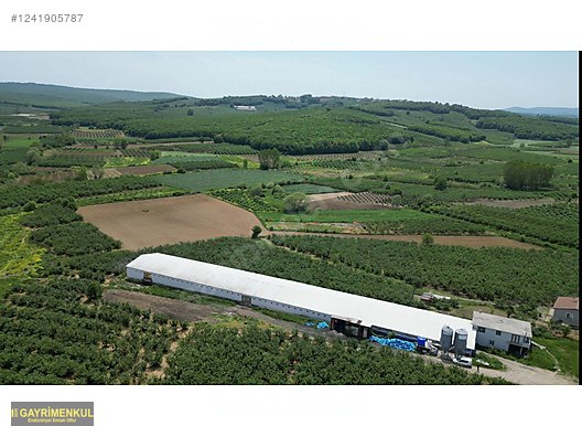 11.752 M² FIRSAT FINDIK BAHÇESİ SAKARYA KAYNARCA ZİAHMET MAH. - SAKARYA KAYNARCA fotoğraf 4
