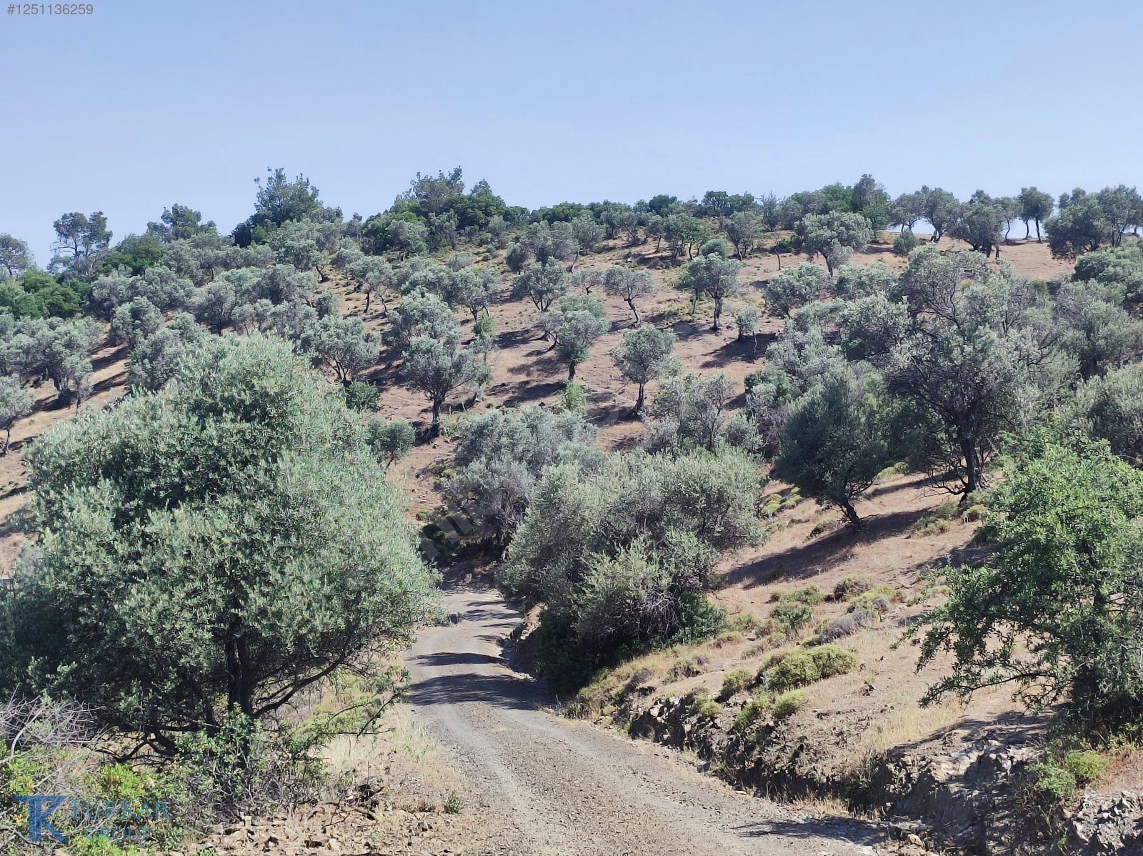 S.HİSAR BEYLER'DE İKİ TARAFTAN KADASTROL YOL CEPHELİ ZEYTİNLİK