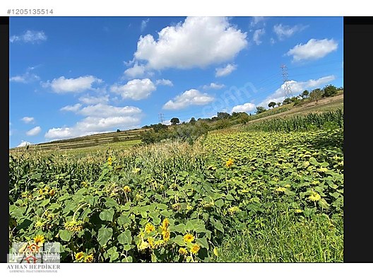 AYHAN HEPDİKER DEN SALMANLIDA ASVALT YOLA CEPHELİ 1.377m2 TARLA - SAKARYA ADAPAZARI fotoğraf 7
