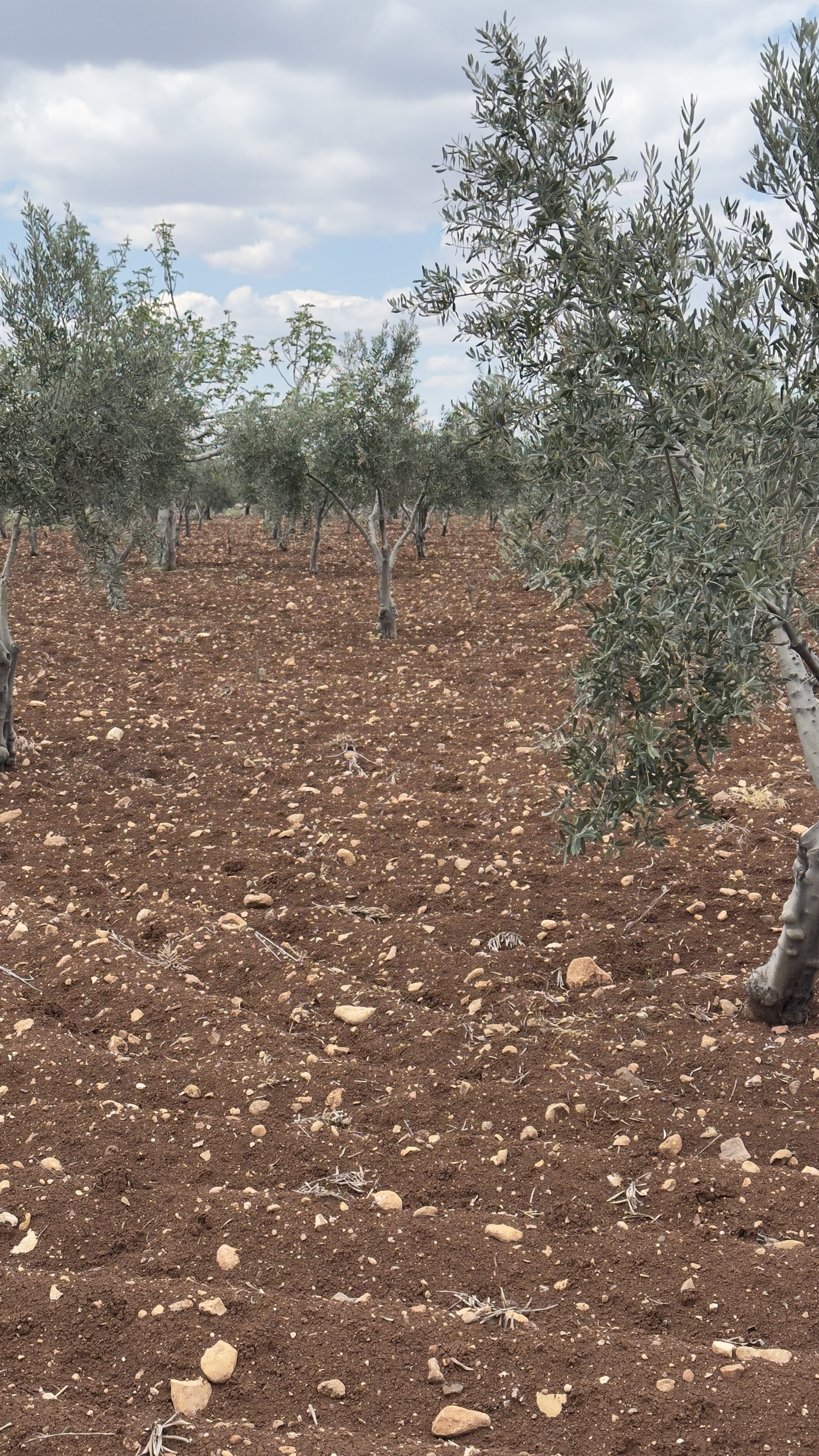 ÖZGÜRoğluEMLAK,tan SATILIK ZEYTİNLİK  - KİLİS MERKEZ fotoğraf 18