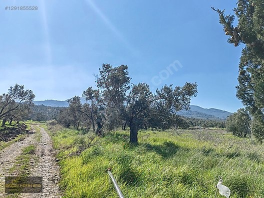 HAVRAN MESCİT MAHALLESİ OTOYOLA YAKIN 10 DÖNÜM SATIILIK ZEYTİNLİ - BALIKESİR HAVRAN fotoğraf 6