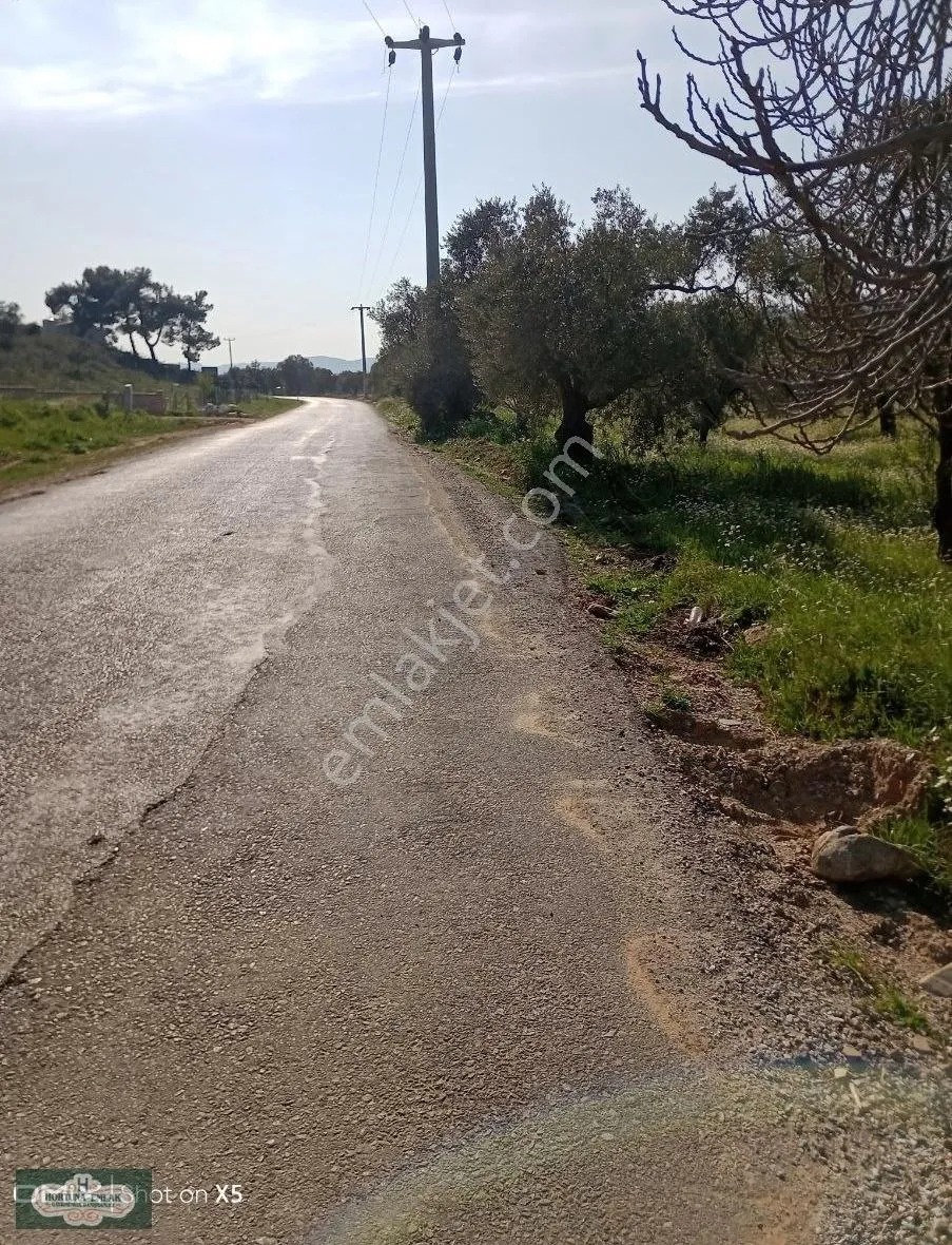 İzmir Torbalı Karakızlar Köyünde 5.500m2 Zeytinlik Satılık - İZMİR TORBALI fotoğraf 3