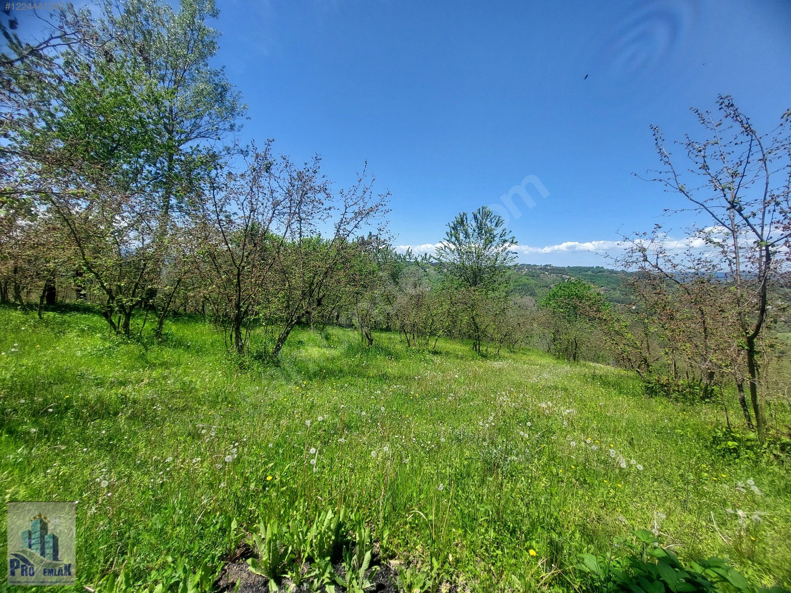 DÜZCE KAYNAŞLI BIÇKIYANI KONUT YAPILABİLİR 5009 M2 FINDIKLIK - DÜZCE KAYNAŞLI fotoğraf 6