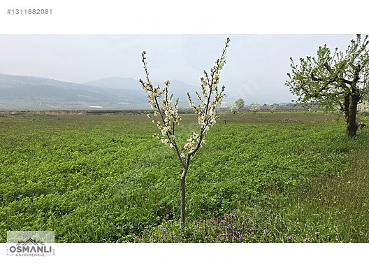 YEŞİLÇİMEN'DE SUYU YOLU OLAN ÇİFTLİK ARAZİSİ - BİLECİK OSMANELİ fotoğraf 7
