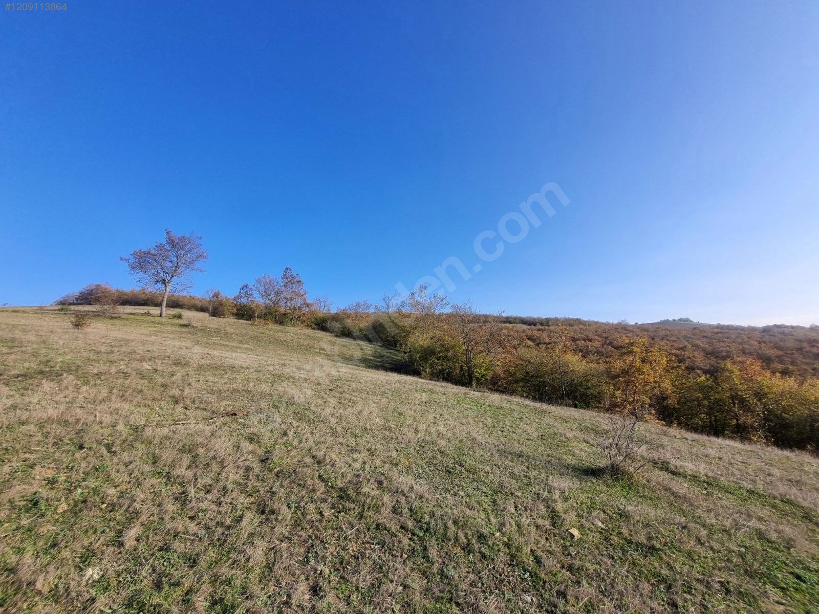 KAVAK KARAASLAN MAHALLESINDE TEK TAPU SATILIK 30 DÖNÜM TARLA - SAMSUN KAVAK fotoğraf 7