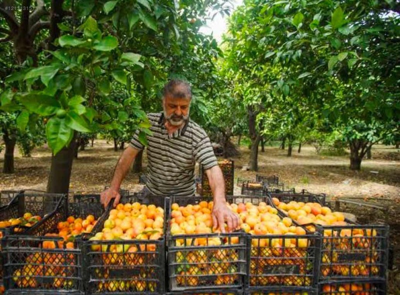 SATILIK Yetişkin KAYISI bahçesi 6,024 m²  Hatay / Arsuz / Kurtbağı Mh. - HATAY ARSUZ fotoğraf 3
