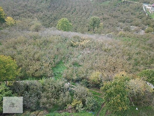 MG Akyazı Dokurcun Haydarlarda 3528 m² Düz Fındıklık Arazi - SAKARYA AKYAZI fotoğraf 4