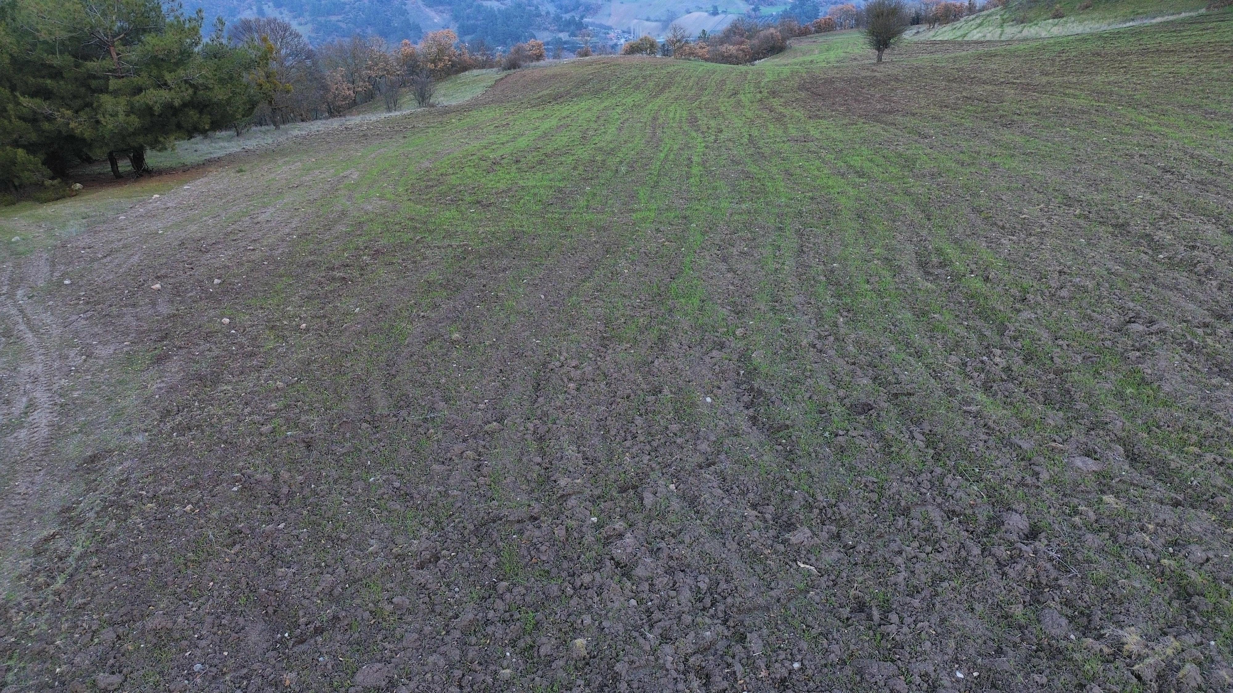 BALIKESİR SINDIRGI OSMANLAR  KÖYÜNDE  9.566   M²  TARLA  SATILIKTIR - BALIKESİR SINDIRGI fotoğraf 4