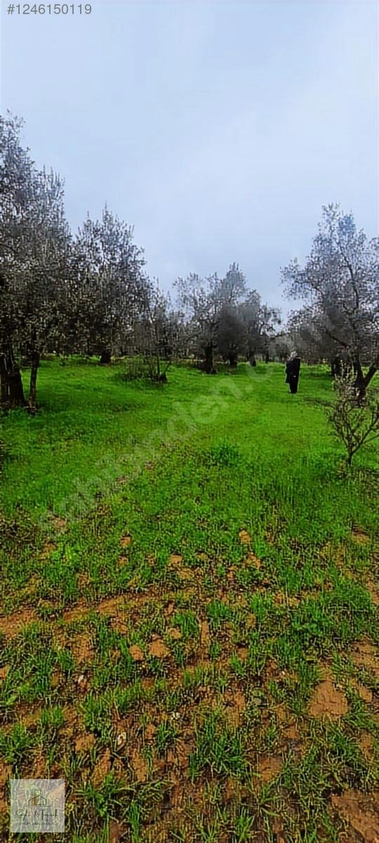 İZNİK MAHMUDİYE BAKİMLİ ZEYTİNLİK 1700 MT - BURSA İZNİK fotoğraf 3
