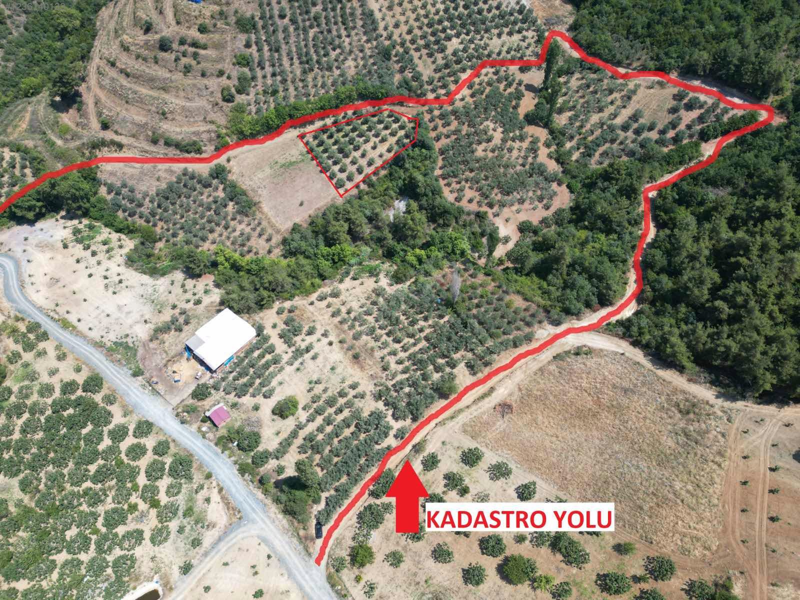 BURSA MUDANYA İPEKYAYLA KÖYÜNDE 2.144 M²  MEYVELİK SATILIKTIR - BURSA MUDANYA fotoğraf 11