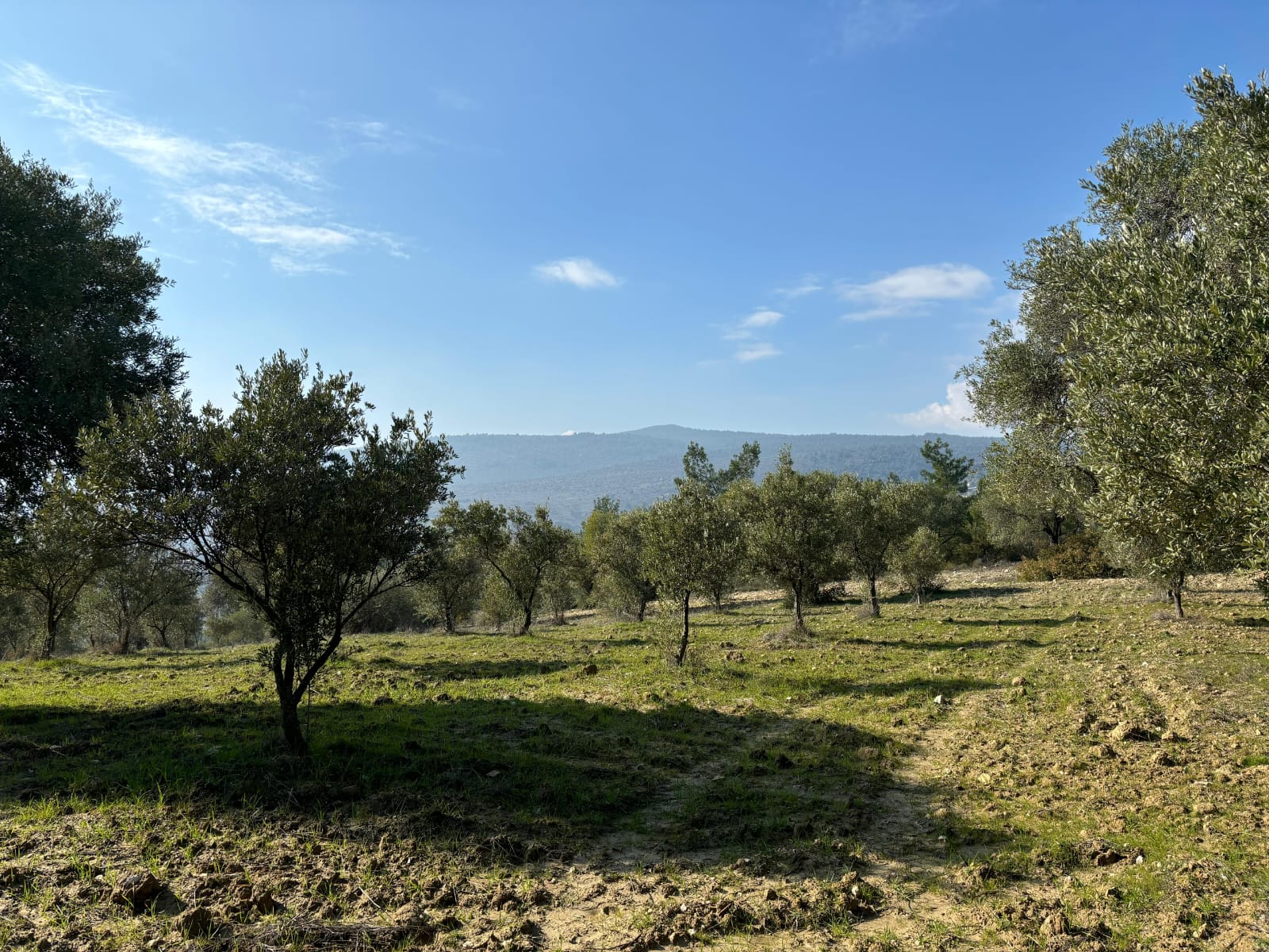 Manisa Şehzadeler Kale Mah. Satılık Zeytinli Tarla - MANİSA ŞEHZADELER fotoğraf 3