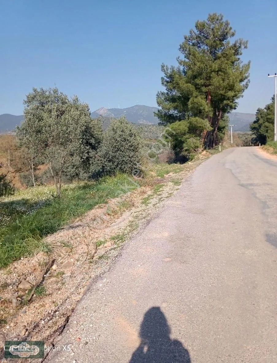İzmir Torbalı Karakızlar Köyünde 5.500m2 Zeytinlik Satılık - İZMİR TORBALI fotoğraf 8