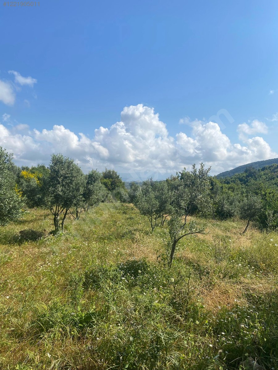 İmarlı İfrazlı Parsel 524 M² Hatay / Samandağ / Yaylıca Mh. - HATAY SAMANDAĞ fotoğraf 12