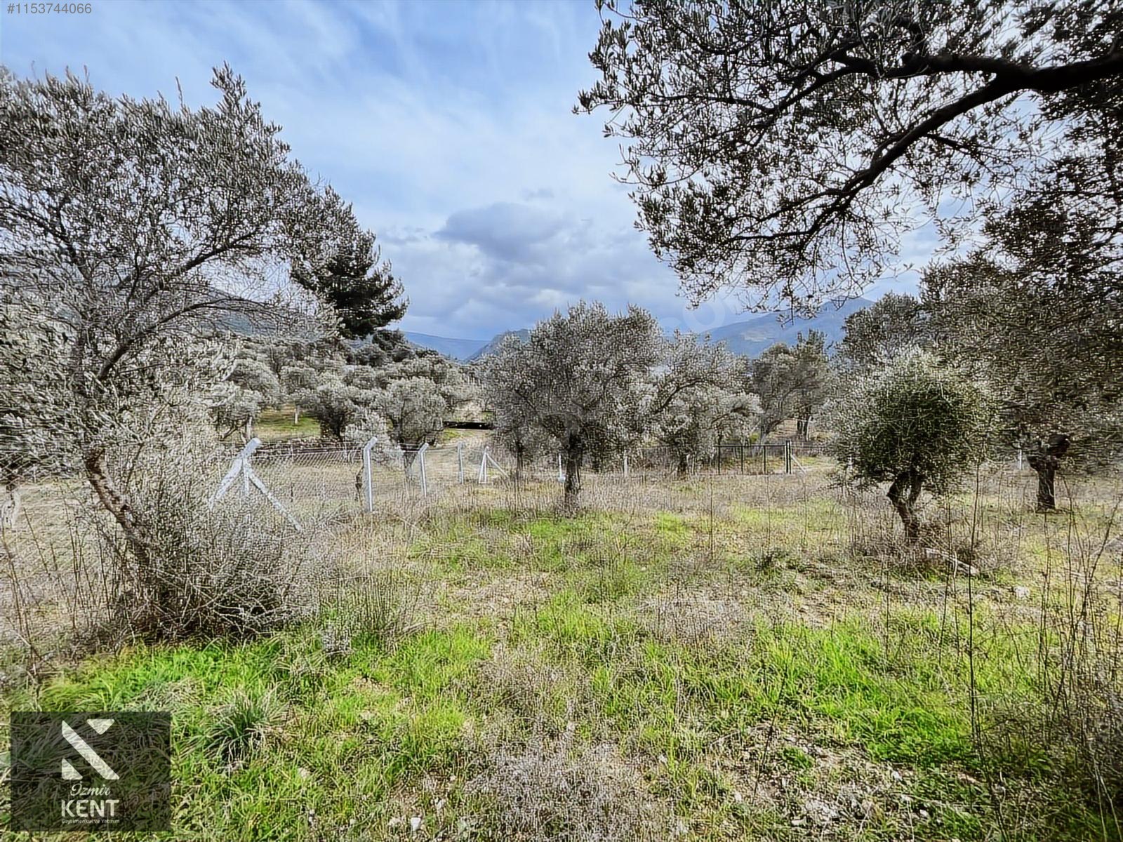 Kemalpaşa Gökyaka Satılık 2700 m2 Bahçe - İZMİR KEMALPAŞA fotoğraf 9