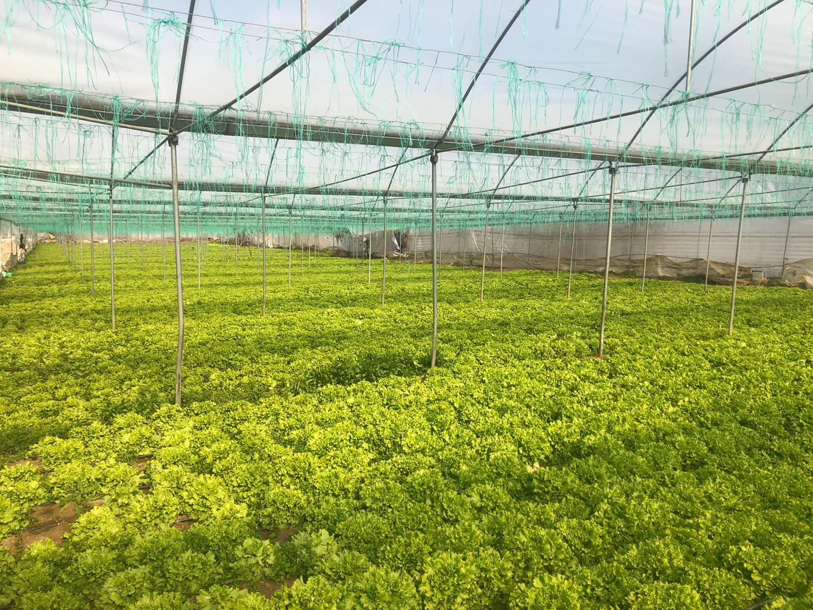 Anayolu Üzerinde 13.600 m2 + 7.000 m2 Sera + Elektrik + Su Bağlı - BİLECİK SÖĞÜT fotoğraf 10