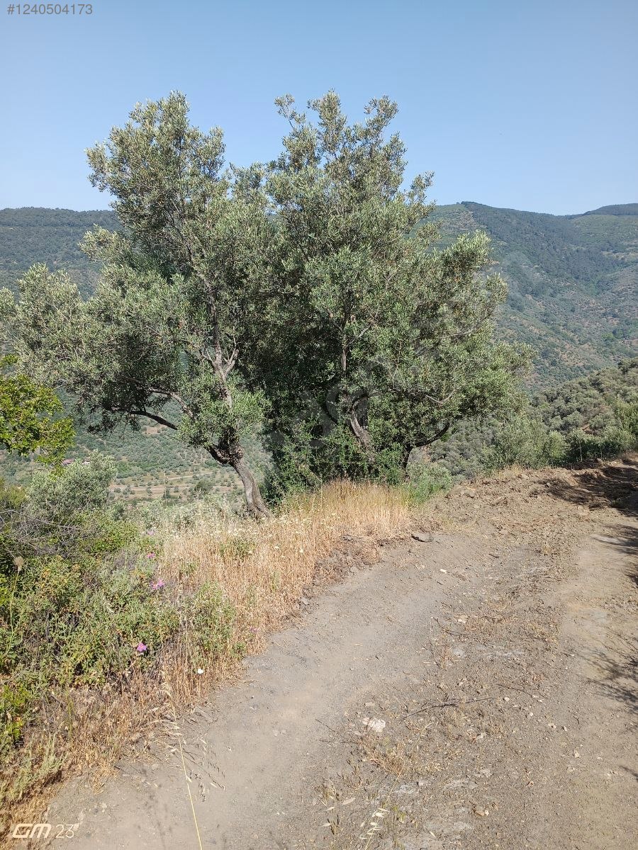 İZMİR BAYINDIR YEŞİLOVA  KÖYÜNDE 624  M² ZEYTİNLİK  SATILIKTIR - İZMİR BAYINDIR fotoğraf 3