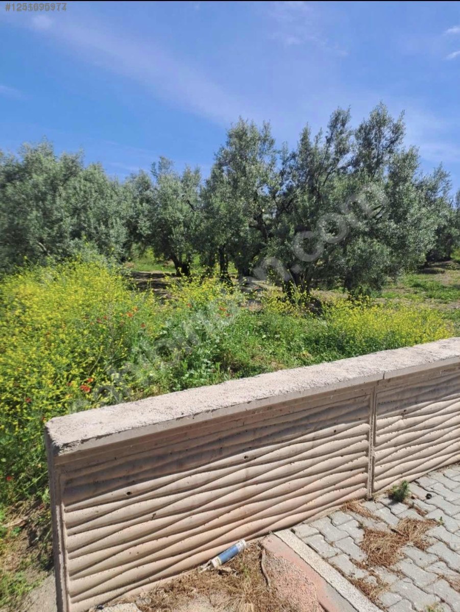 BURSA MUDANYA YAYLACIK KÖYÜNDE YAYLACIK 792 M² ZEYTİNLİK SATILIKTIR. - BURSA MUDANYA fotoğraf 11
