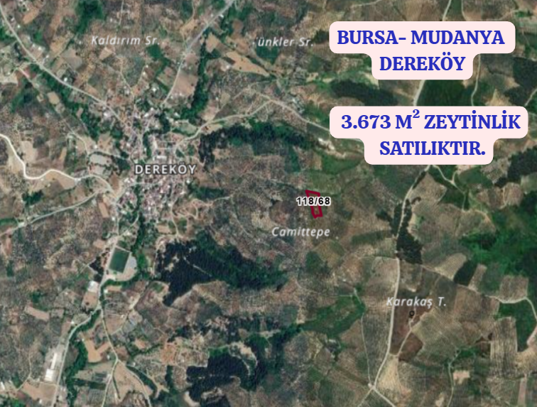 BURSA MUDANYA DEREKÖY KÖYÜNDE 3.673 M² ZETİNLİK SATILIKTIR. - BURSA MUDANYA fotoğraf 2