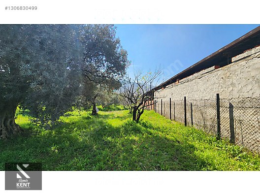 Kemalpaşa Ören Satılık Zeytinlik 1.230 m2 - İZMİR KEMALPAŞA fotoğraf 5