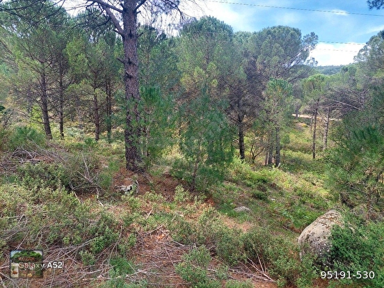 BERGAMA KOZAK YAYLASI YUKARIBEY MAH DE BERGAMA AYVALIK ANA YOL KENARI 2410 m2 FI - İZMİR BERGAMA fotoğraf 4