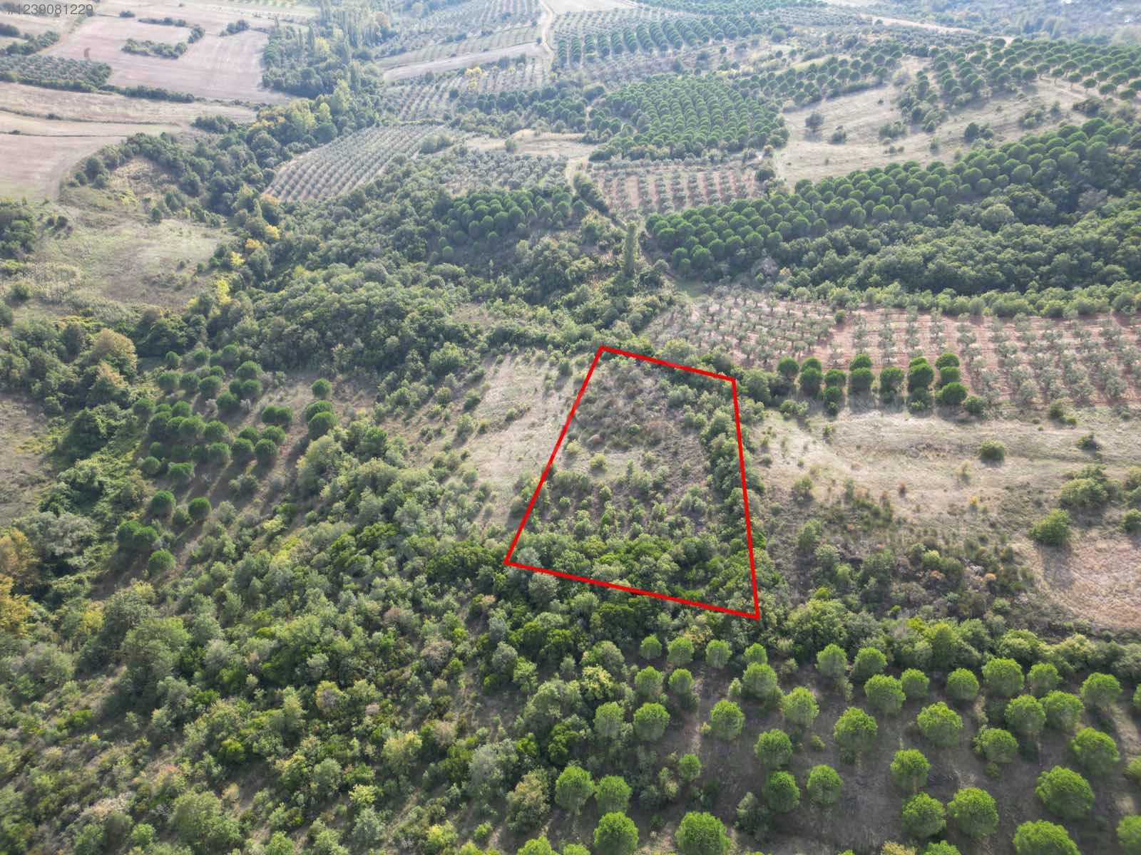 BURSA KARACABEY OKÇULAR  KÖYÜNDE 3.900 M TARLA SATILIKTIR - BURSA KARACABEY fotoğraf 4