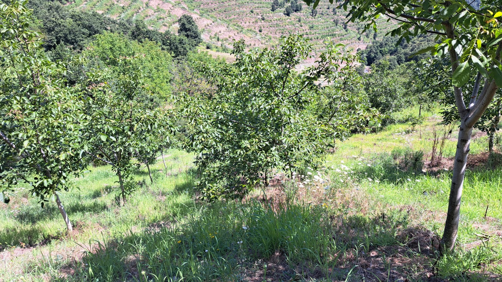 8400 M2 12 YAŞINDA CEVİZ BAHÇESİ - YALOVA ALTINOVA fotoğraf 11