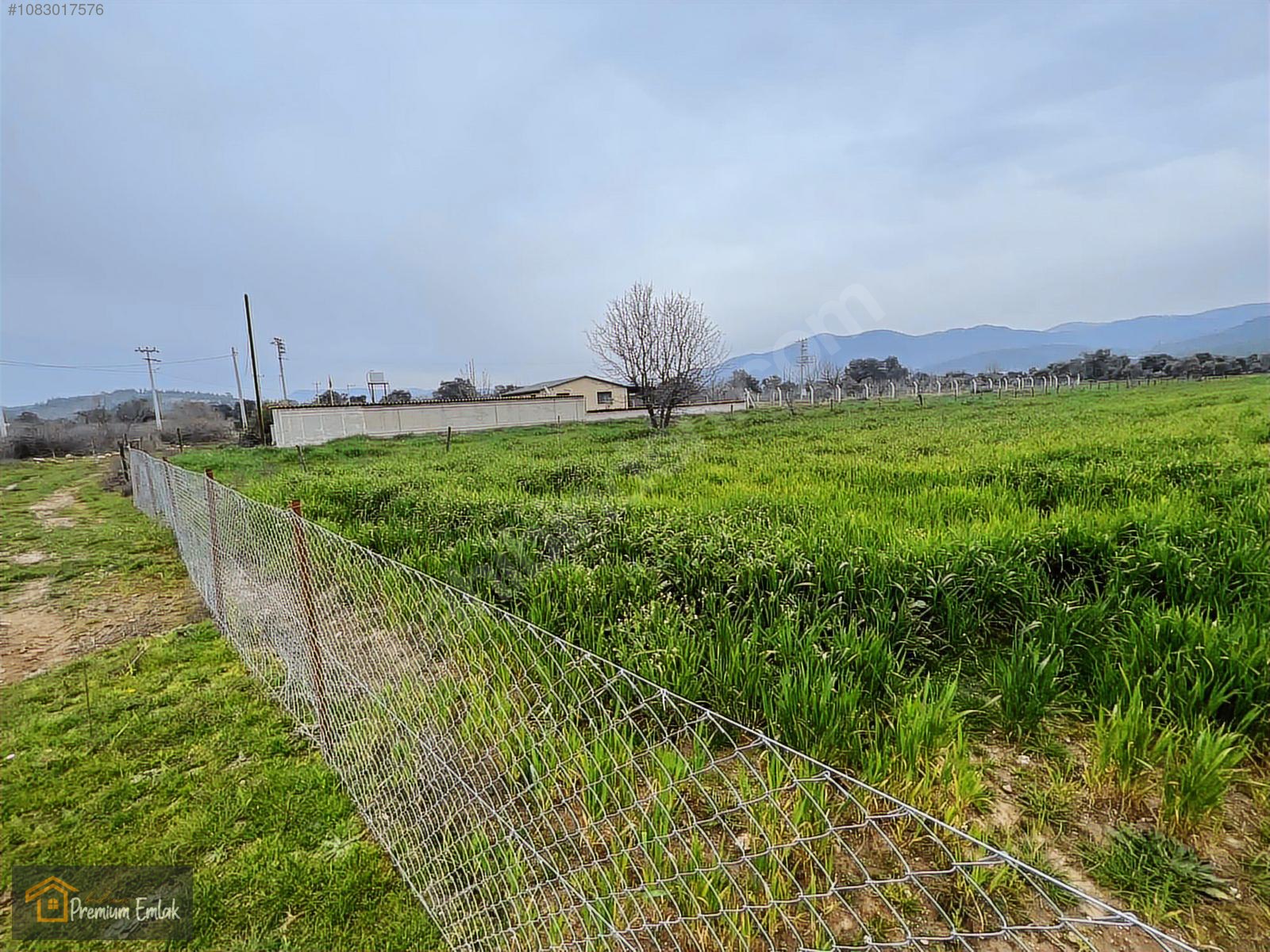 MİLAS KISIRLARDA 4.136 mt2 ZEYTİNLİ MUHTEŞEM TARLA - MUĞLA MİLAS fotoğraf 7
