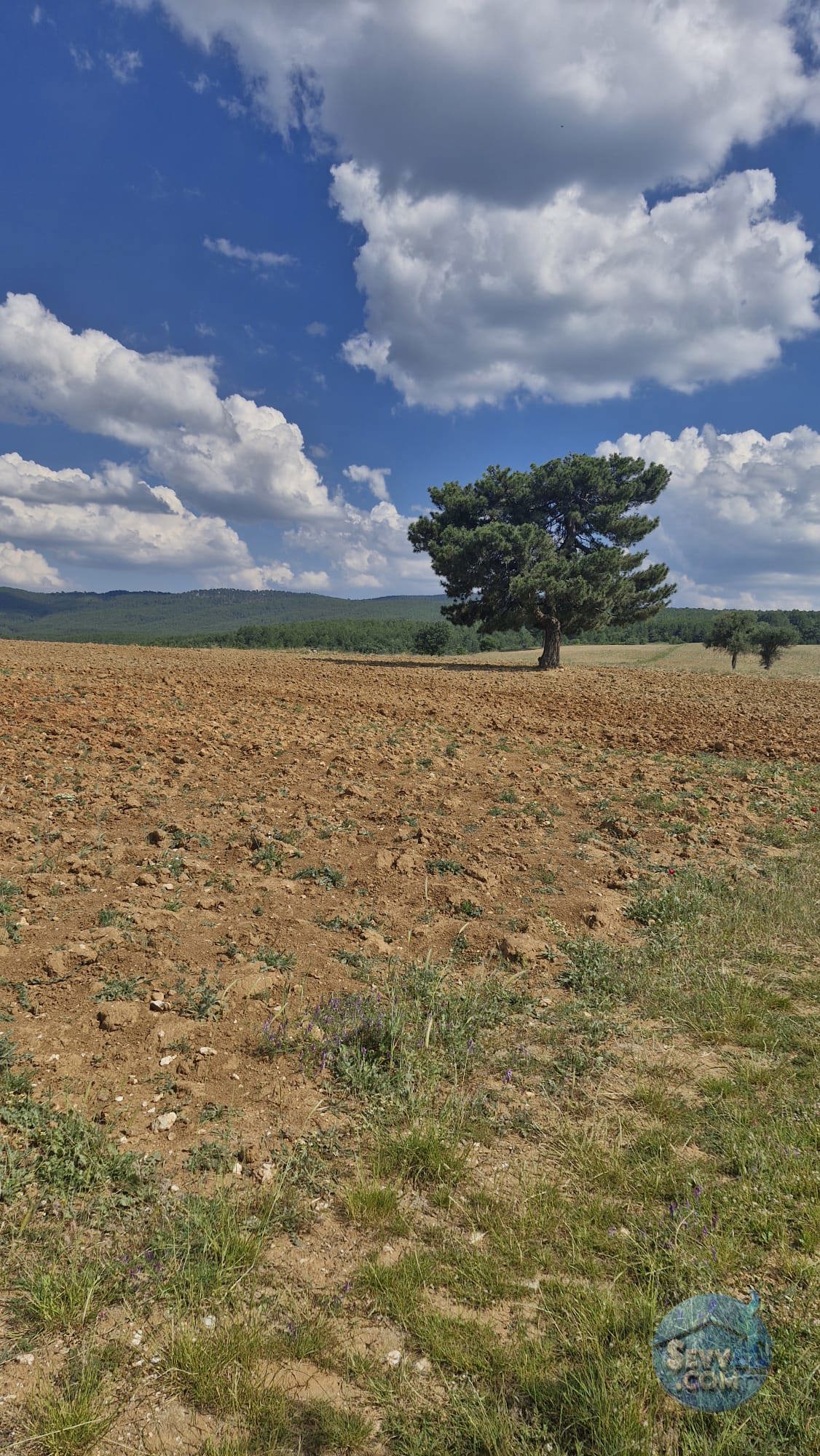 KÜTAHYA ÇAVDARHİSAR YENİCEARMUTCUK  KÖYÜNDE  3.115  M²  TARLA  SATILIKTIR - KÜTAHYA ÇAVDARHİSAR fotoğraf 2