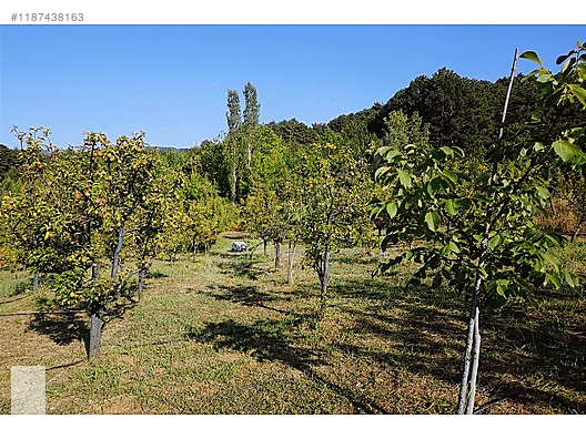 ÇANAKKALE BAYRAMİÇ BEŞİK KÖYÜ 6.900 m2 MEYVA BAHÇESİ 96 m2 EV - ÇANAKKALE BAYRAMİÇ fotoğraf 15