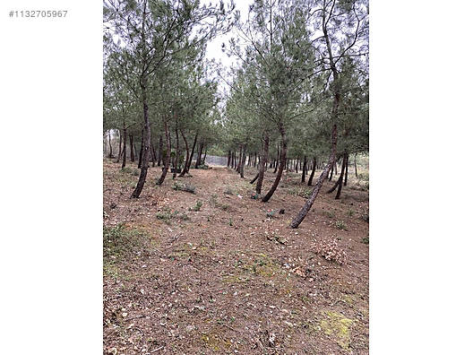 ÇAMLIKTA   BUNGOLOV EV - BURSA YENİŞEHİR fotoğraf 6